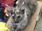 Eiva Reserved - Maine Coon Cat For Sale - Chipley&comma; FL&comma; US