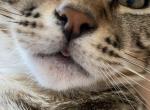Toto - American Shorthair Cat For Sale - NM&comma; US