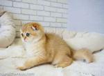 Topanga rare golden shaded ny11 scottish fold - Scottish Fold Cat For Sale - CA&comma; US