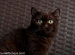 Beautiful chocolate british shorthair boy Baston - British Shorthair Cat For Sale - CA&comma; US