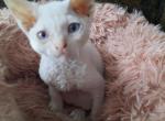 Cream Pointed Blue Eyed Boy - Devon Rex Cat For Sale - Stanford&comma; MT&comma; US