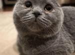 Sweet see - Scottish Fold Cat For Sale - Huntington&comma; NY&comma; US