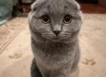 Kaysi - Scottish Fold Cat For Sale - Huntington&comma; NY&comma; US