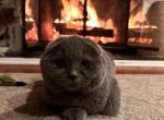 Lulu - Scottish Fold Cat For Sale - Huntington&comma; NY&comma; US