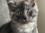 Zara - Siamese Cat For Sale - Hingham&comma; MA&comma; US