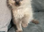 Tica Valentines Day male - Ragdoll Cat For Sale - Butler&comma; PA&comma; US