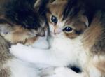 Daisy - Scottish Fold Cat For Sale - WI&comma; US