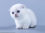 Anna teacup baby girl Scottish kilt blue eyes - Munchkin Cat For Sale - TX&comma; US