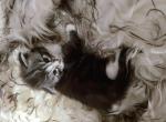 vally - Maine Coon Cat For Sale - Westfield&comma; MA&comma; US