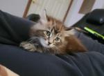 Female hybrid - Highlander Cat For Sale - Frenchtown&comma; MI&comma; US