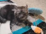 Female smoke - Highlander Cat For Sale - Frenchtown&comma; MI&comma; US