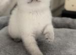 milk - British Shorthair Cat For Sale - Rancho Cucamonga&comma; CA&comma; US