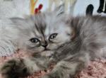 Jimmy Choo - Persian Cat For Sale - Grand Rapids&comma; MI&comma; US