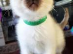 Ellie & Jack's first litter - Siamese Cat For Sale - Ypsilanti&comma; MI&comma; US