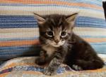 Jack - Maine Coon Cat For Sale - Westfield&comma; MA&comma; US
