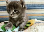 Eva - Maine Coon Cat For Sale - Westfield&comma; MA&comma; US