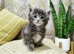 Sasha - Maine Coon Cat For Sale - Westfield&comma; MA&comma; US