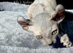 Sphynx Blue Tortie Elf female - Sphynx Cat For Sale - Columbus&comma; OH&comma; US