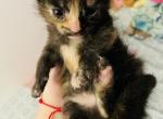 Amber - Domestic Cat For Sale - Bronx&comma; NY&comma; US
