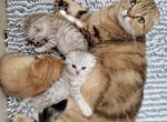 Brown Gold Silver Gold Marble colors litters - Scottish Fold Cat For Sale - Holland&comma; PA&comma; US