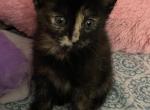 Bambi - Domestic Cat For Sale - Bronx&comma; NY&comma; US
