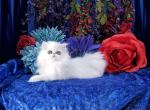 My Lord - Persian Cat For Sale - McKinney&comma; TX&comma; US