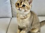 Jack - Scottish Straight Cat For Sale - Brooklyn&comma; NY&comma; US