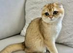 Mikki - Scottish Fold Cat For Sale - Brooklyn&comma; NY&comma; US