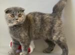 Rachel - Scottish Fold Cat For Sale - North Richland Hills&comma; TX&comma; US