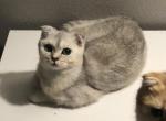 Mila Half off summer sale - Scottish Fold Cat For Sale - 