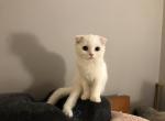 Sweet bug Half off summer sale - Scottish Fold Cat For Sale - Elmhurst&comma; NY&comma; US