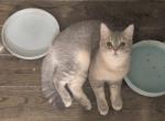 Leo Blue golden special temp rate - British Shorthair Cat For Sale - Elmhurst&comma; NY&comma; US