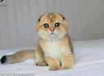 Twix golden shaded scottish fold boy emerald eyes - Scottish Fold Cat For Sale - CA&comma; US
