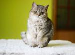 Munchkin golden chinchilla babies scottish kilt - Munchkin Cat For Sale - TX&comma; US
