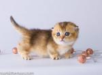 Grustya teacup baby girl Scottish kilt golden - Munchkin Cat For Sale - TX&comma; US