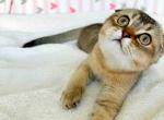 Los Angeles Misha golden ticked scottish fold boy - Scottish Fold Cat For Sale - TX&comma; US