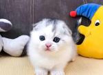 King silver & white color scottish fold baby boy - Scottish Fold Cat For Sale - TX&comma; US