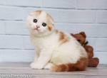 Red & white color scottish fold baby girl - Scottish Fold Cat For Sale - TX&comma; US