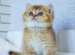 Scottish straight golden chinchilla - Scottish Straight Cat For Sale - TX&comma; US