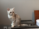 Peach Half off now - British Shorthair Cat For Sale - Elmhurst&comma; NY&comma; US