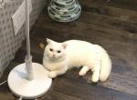 Vic Half off summer sale - Munchkin Cat For Sale - 