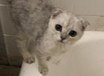 Charlie Half off sale now - Scottish Fold Cat For Sale - Elmhurst&comma; NY&comma; US