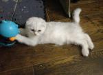Chubby special temp rate - Scottish Fold Cat For Sale - Elmhurst&comma; NY&comma; US
