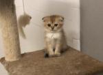 Nala Red Panda Half off now - Scottish Fold Cat For Sale - Elmhurst&comma; NY&comma; US