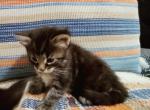 Nathan - Maine Coon Cat For Sale - Westfield&comma; MA&comma; US