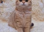 Laura 3 - Scottish Fold Cat For Sale - Chicago&comma; IL&comma; US