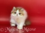 Amur - Persian Cat For Sale - Yucca Valley&comma; CA&comma; US