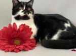 Adam - Scottish Straight Cat For Sale - North Richland Hills&comma; TX&comma; US