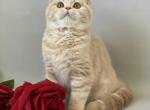 Lester - Scottish Straight Cat For Sale - North Richland Hills&comma; TX&comma; US