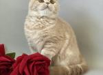 Joey - Scottish Straight Cat For Sale - North Richland Hills&comma; TX&comma; US